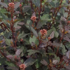 6628905107