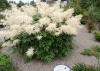 1672453476_na-dache-pro-p-volzhanka-dvudomnaya-v-landshaftnom-dizain-73